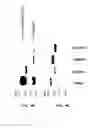 Fig. 09 - Method for the prediction of an epitope