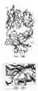 Fig. 18 - Antimicrobial activity of antibodies