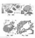 Fig. 22 - Antimicrobial activity of antibodies