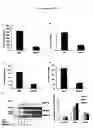 Fig. 04 - RAGE G82S-related methods and compositions for treating inflammatory disorders