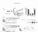 Fig. 05 - RAGE G82S-related methods and compositions for treating inflammatory disorders