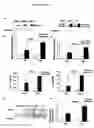 Fig. 06 - RAGE G82S-related methods and compositions for treating inflammatory disorders