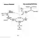 Fig. 02 - Methods for preserving the viability of photoreceptor cells by anti-FAS-ligand/anti-FAS-receptor antibodies