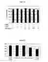 Fig. 13 - Use of NOTCH pathway interfering agents for treatment of plasma cell disorders