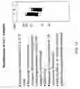 Fig. 23 - Polypeptides and antibodies derived from chronic lymphocytic leukemia cells and uses thereof