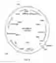 Fig. 08 - Interferon-gamma-binding molecules for treating septic shock, cachexia, immune diseases and skin disorders
