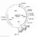 Fig. 16 - Interferon-gamma-binding molecules for treating septic shock, cachexia, immune diseases and skin disorders
