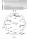 Fig. 18 - Interferon-gamma-binding molecules for treating septic shock, cachexia, immune diseases and skin disorders