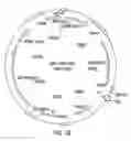 Fig. 19 - Interferon-gamma-binding molecules for treating septic shock, cachexia, immune diseases and skin disorders