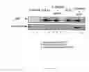 Fig. 04 - Polypeptides (MBP1) capable of interacting with oncogenic mutants of the p53 protein