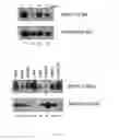 Fig. 08 - Polypeptides (MBP1) capable of interacting with oncogenic mutants of the p53 protein