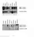 Fig. 09 - Polypeptides (MBP1) capable of interacting with oncogenic mutants of the p53 protein