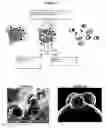 Fig. 02 - Microparticles supporting cells and active substances