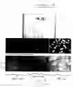 Fig. 05 - Scratch resistant coated glass article resistant fluoride-based etchant(s)