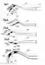 Fig. 02 - Periodontal scaling instruments