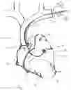 Fig. 02 - Heart model