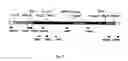 Fig. 07 - Stable expression of polymorphous forms of human cytochrome p450 2d6