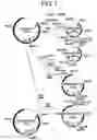 Fig. 02 - Methods of examining (-) strand rna virus vectors having lowered ability to form grains and method of constructing the same