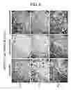Fig. 06 - Methods of examining (-) strand rna virus vectors having lowered ability to form grains and method of constructing the same