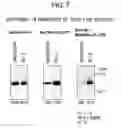 Fig. 08 - Methods of examining (-) strand rna virus vectors having lowered ability to form grains and method of constructing the same