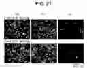 Fig. 22 - Methods of examining (-) strand rna virus vectors having lowered ability to form grains and method of constructing the same
