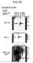 Fig. 40 - Methods of examining (-) strand rna virus vectors having lowered ability to form grains and method of constructing the same