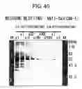 Fig. 41 - Methods of examining (-) strand rna virus vectors having lowered ability to form grains and method of constructing the same