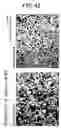Fig. 43 - Methods of examining (-) strand rna virus vectors having lowered ability to form grains and method of constructing the same