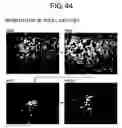 Fig. 45 - Methods of examining (-) strand rna virus vectors having lowered ability to form grains and method of constructing the same
