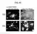 Fig. 46 - Methods of examining (-) strand rna virus vectors having lowered ability to form grains and method of constructing the same