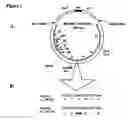 Fig. 02 - Phagemid display system