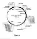 Fig. 08 - Targeting gene transfer vectors to certain cell types by pseudotyping with viral glycoprotein