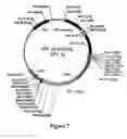 Fig. 09 - Targeting gene transfer vectors to certain cell types by pseudotyping with viral glycoprotein
