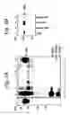 Fig. 04 - Polypeptides associated with activatory receptors and their biological applications
