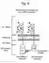 Fig. 08 - Polypeptides associated with activatory receptors and their biological applications