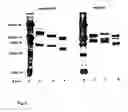 Fig. 07 - Soluble recombinant αβadhesion receptor
