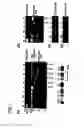 Fig. 02 - Method of screening reprogramming factor, reprogramming factor screened by the method, method of using the reprogramming factor, method of differentiating undifferentiated fused cells and method of constructing cell, tissues and organs