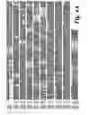 Fig. 06 - Histone deacetylase 9