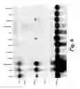 Fig. 09 - Histone deacetylase 9