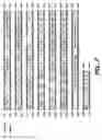 Fig. 06 - phytase enzymes, nucleic acids encoding such phytase enzymes, vectors and host cells incorporating same and methods of making and using same