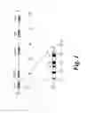 Fig. 02 - Method for detecting growth hormone variations in humans, the variations and their uses