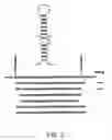 Fig. 03 - Method and identification of downstream mRNA ligands to FMRP and their role in fragile X syndrome and associated disorders