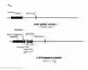 Fig. 12 - Isolation tool for viable c-kit expressing cells