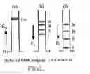 Fig. 03 - Electrophoretic ratchets and cyclic electrophoresis