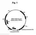 Fig. 02 - Over-expression of extremozyme genes in pseudomonads and closely related bacteria
