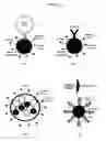 Fig. 02 - Multifunctional magnetic nanoparticle probes for intracellular molecular imaging and monitoring