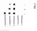 Fig. 06 - Method for detecting microorganisms