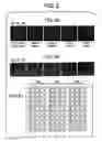 Fig. 06 - Label-free gene expression profiling with universal nanoparticle probes in microarray assay format