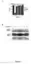 Fig. 04 - Novel cell cycle genes required for mitotic entry