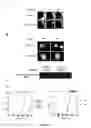 Fig. 07 - Novel cell cycle genes required for mitotic entry